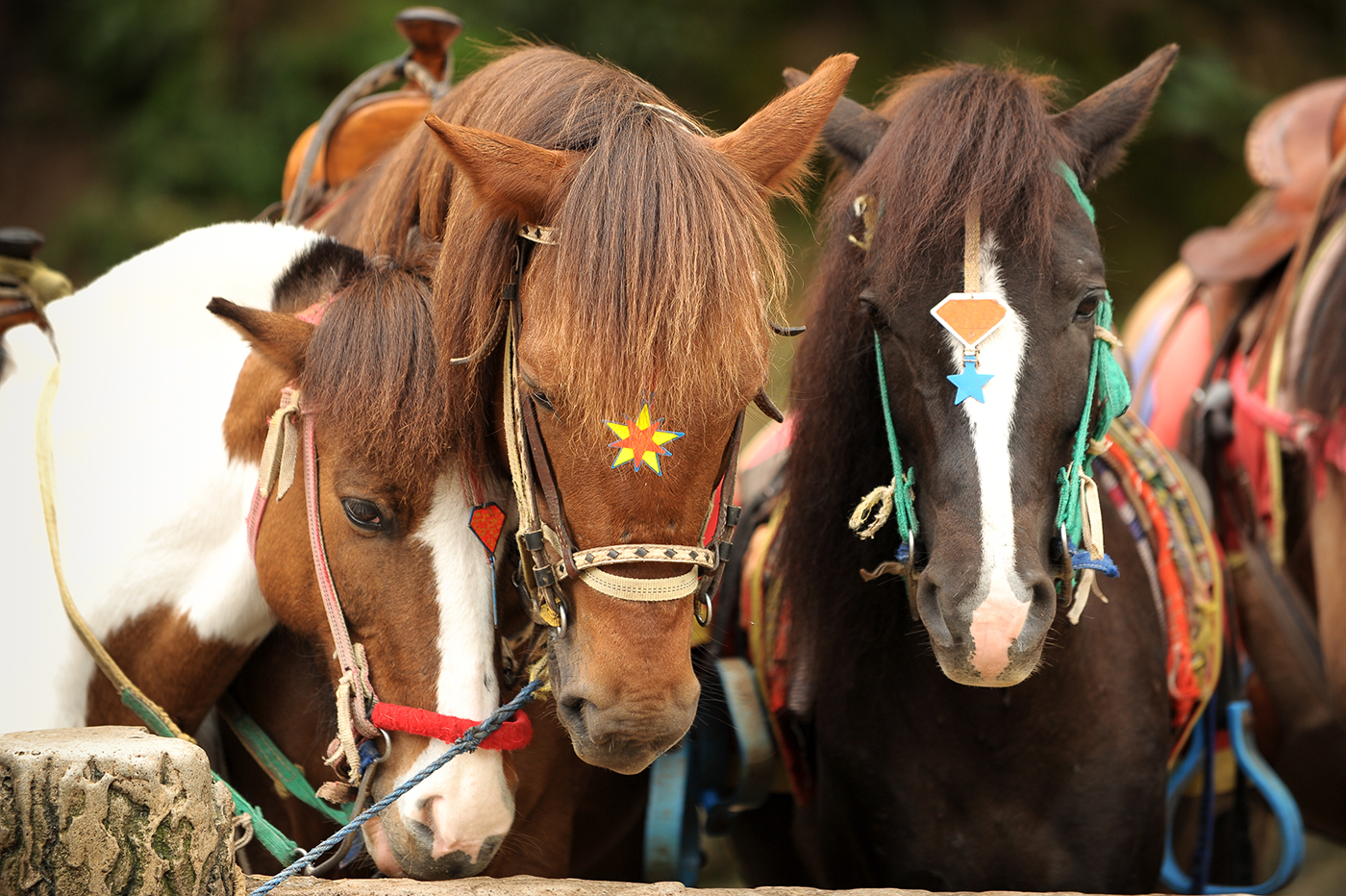 Pony Ride Parties & Horseback Riding Lessons in Rochester, NY at Little